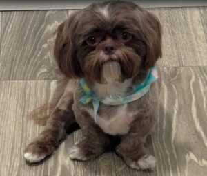 The Groom Room of Coral Springs - Dog Grooming