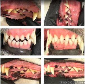 Dog Teeth Cleaning at The Groom Room Coral Springs