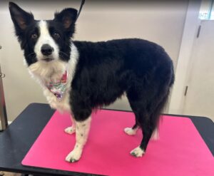 Adorable freshly groomed dog posing with a clean fluffy coat and happy expression after a luxury dog grooming and pampering appointment in Coral Springs.