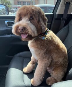 Beautifully groomed large breed dog with a shiny coat and neatly trimmed fur relaxing after a bath and grooming session at The Groom Room.